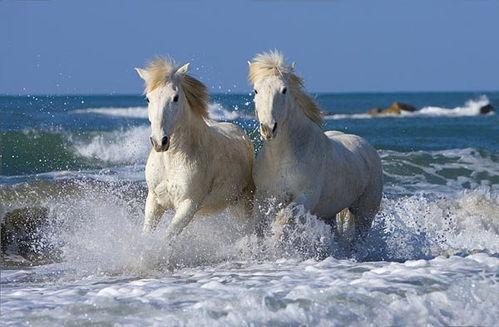 爱侣图片,定格永恒的浪漫瞬间